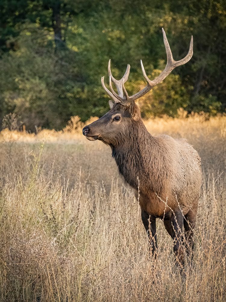 Usa-Washington State-Roslyn. Bull Roosevelt Elk in grass art print by Merrill Images for $57.95 CAD