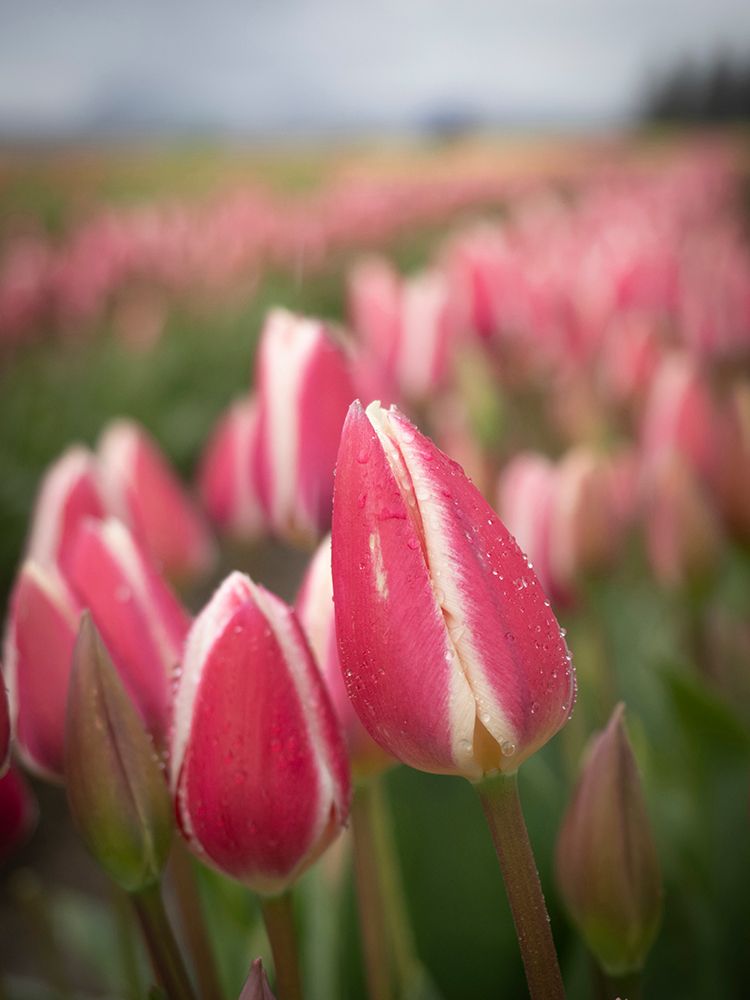 Rows of pink and white tulips in field of farm-Skagit Valley Tulip Festival. art print by Merrill Images for $57.95 CAD