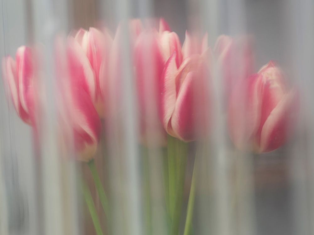Bunch of pink and white tulips through window-Skagit Valley Tulip Festival. art print by Merrill Images for $57.95 CAD