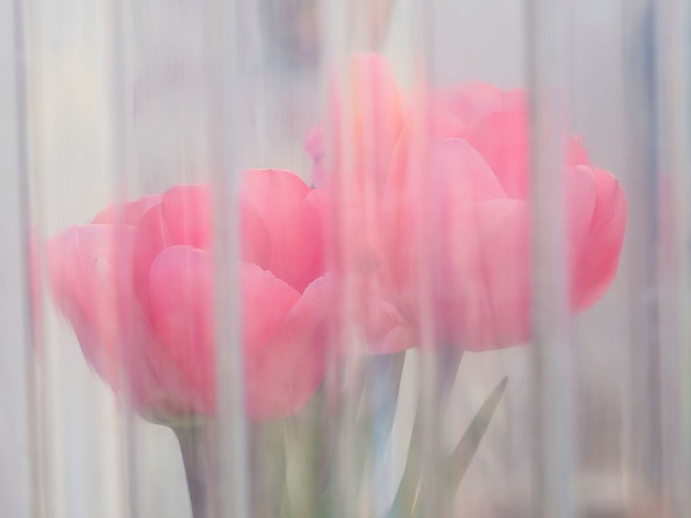 Usa-Washington State-Mt. Vernon. Pink tulips through window-Skagit Valley Tulip Festival. art print by Merrill Images for $57.95 CAD