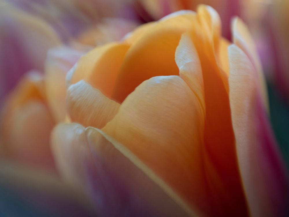 Usa-Washington State-Mt. Vernon. Peach and red tulips-Skagit Valley Tulip Festival. art print by Merrill Images for $57.95 CAD