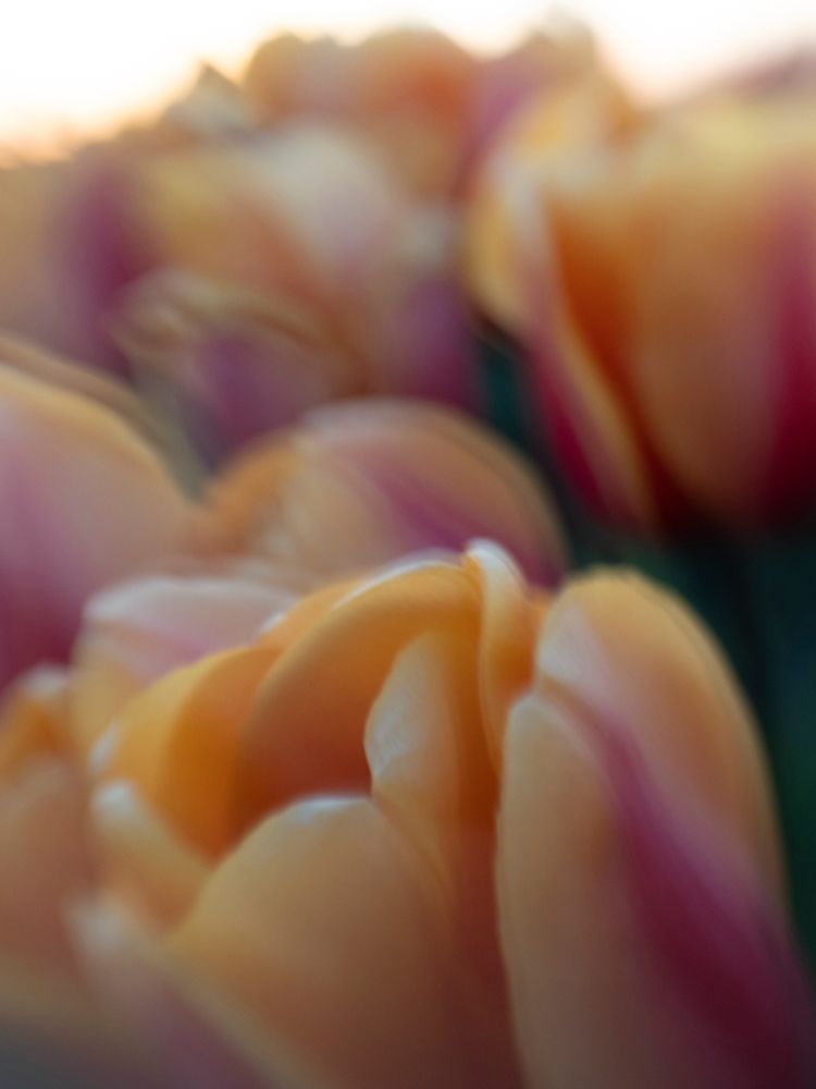Peach and red tulips in field at sunset-Skagit Valley Tulip Festival. art print by Merrill Images for $57.95 CAD