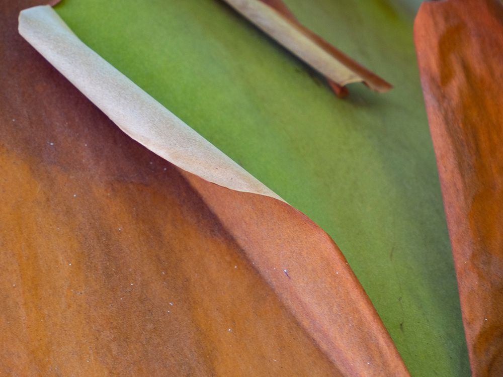 Usa-Washington State-San Juan Islands. Peeling red and green bark of madrona tree art print by Merrill Images for $57.95 CAD