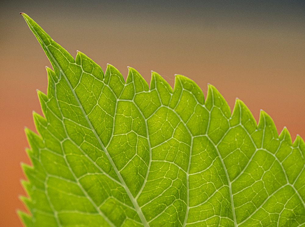 Usa-Washington State-Bellevue. Veins on green leaf of Bigleaf hydrangea close-up art print by Merrill Images for $57.95 CAD
