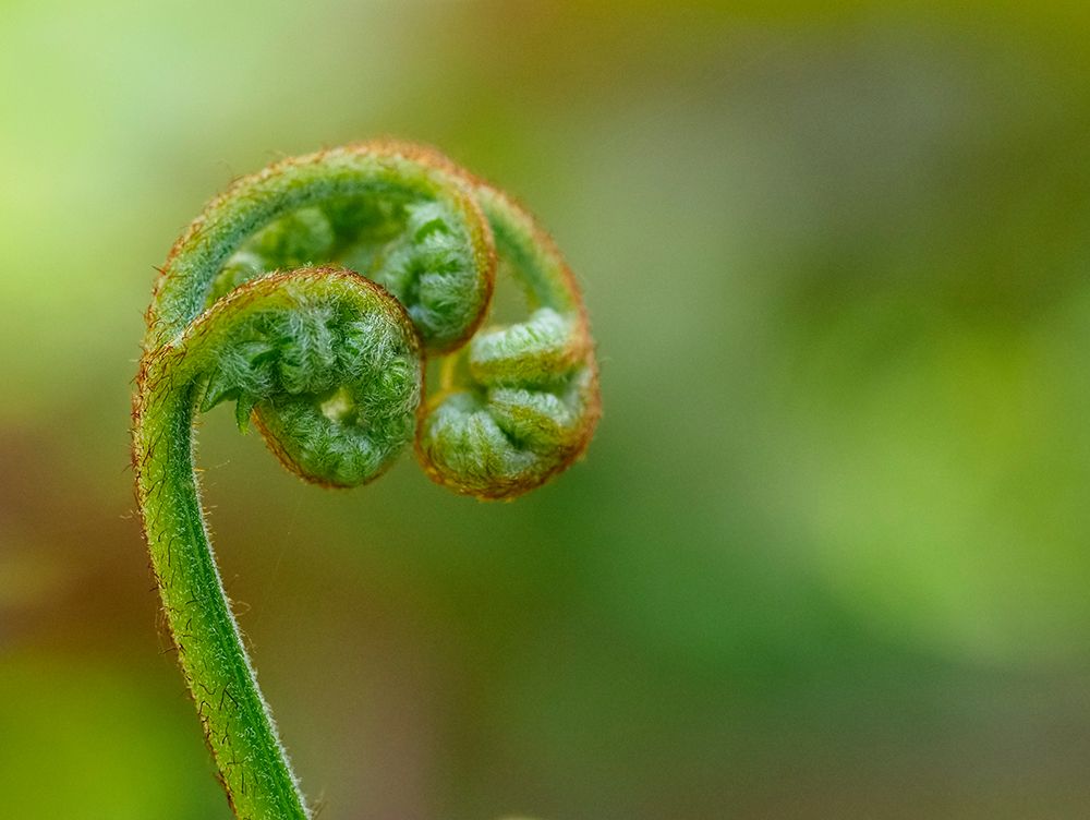 Usa-Washington State-Bellevue. Spiral curl of Bracken fern frond art print by Merrill Images for $57.95 CAD