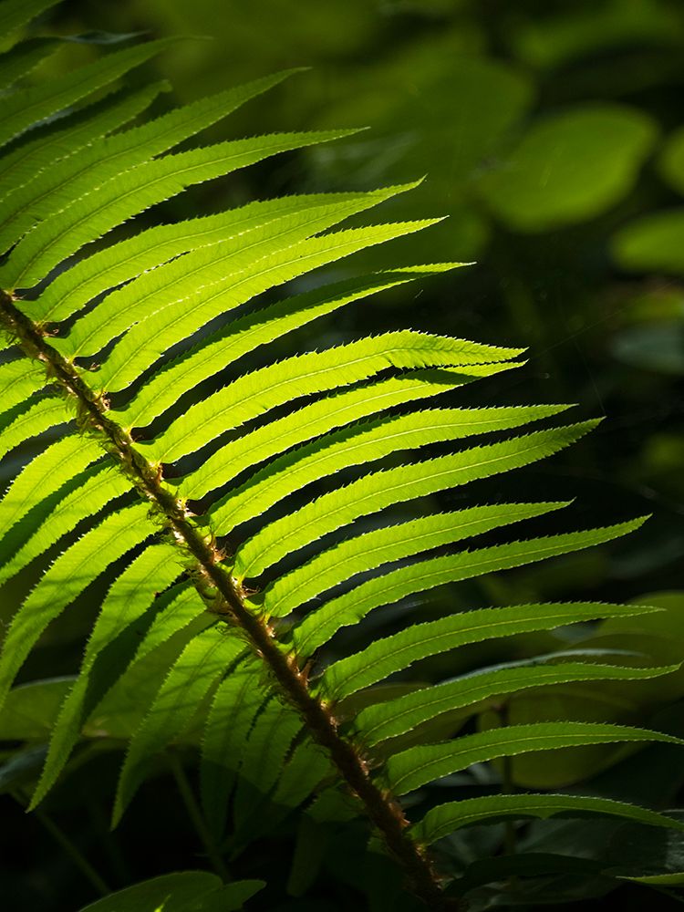 Usa-Washington State-Bainbridge Island. Backlit Western sword fern frond glowing in sunlight art print by Merrill Images for $57.95 CAD