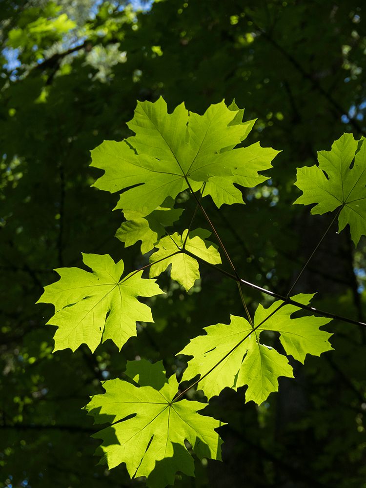 Usa-Washington State-Bellevue. Backlit glowing leaves of Bigleaf maple tree in sunlight art print by Merrill Images for $57.95 CAD