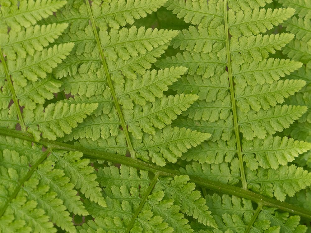 Usa-Washington State-Kirkland. Juanita Bay Park-Lady fern frond pattern from above art print by Merrill Images for $57.95 CAD