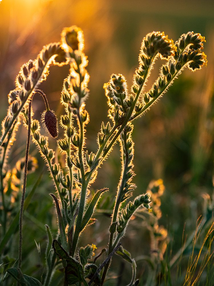 Usa-Washington State-Palouse. Backlit Menzies fiddleneck wildflower glowing at sunset art print by Merrill Images for $57.95 CAD