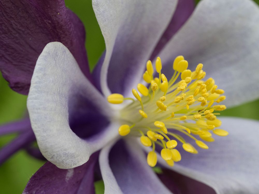Usa-Washington State. Purple-white and yellow columbine in garden art print by Merrill Images for $57.95 CAD