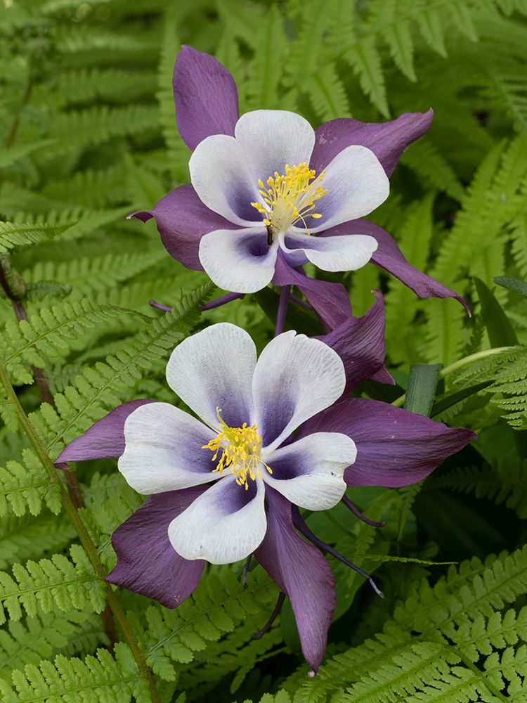 Usa-Washington State. Purple-white and yellow columbine and ferns in garden art print by Merrill Images for $57.95 CAD
