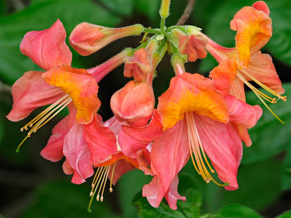 Usa-Washington State-Underwood. Orange flame azalea flower art print by Merrill Images for $57.95 CAD