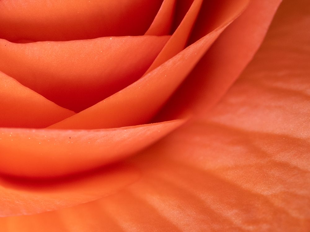 Usa-Washington State-Underwood. Orange ranunculus flower close-up art print by Merrill Images for $57.95 CAD