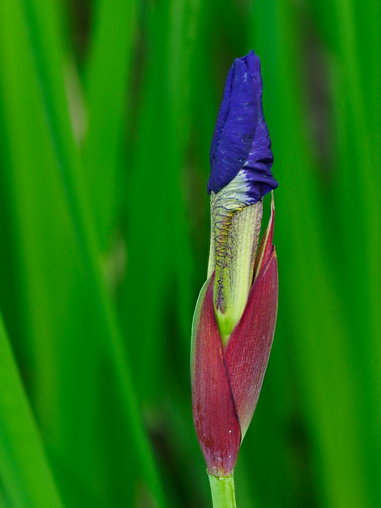 Usa-Washington State-Underwood. Iris flower bud art print by Merrill Images for $57.95 CAD