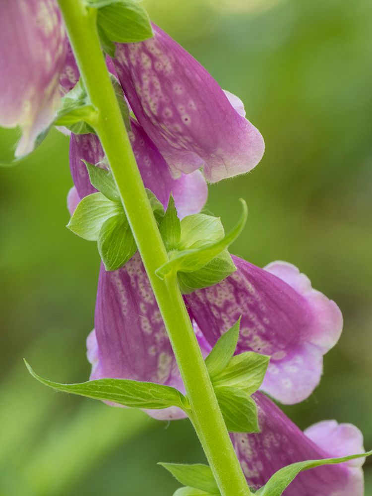 Usa-Washington State-Bellevue. Pink foxglove flower close-up art print by Merrill Images for $57.95 CAD