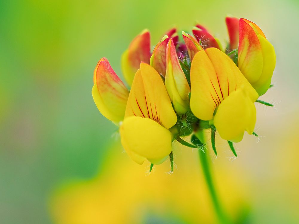 Usa-Washington State-Bellevue. Yellow and orange flower of Birds Foot Trefoil close-up art print by Merrill Images for $57.95 CAD