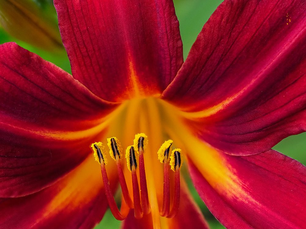 Usa-Washington State-Issaquah. Orange and red daylily flower close-up art print by Merrill Images for $57.95 CAD