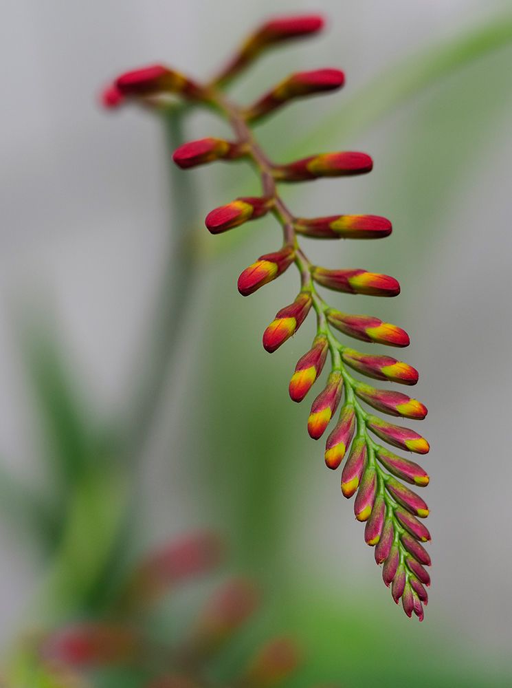 Usa-Washington State-Bellevue. Crocosmia Lucifer flower art print by Merrill Images for $57.95 CAD