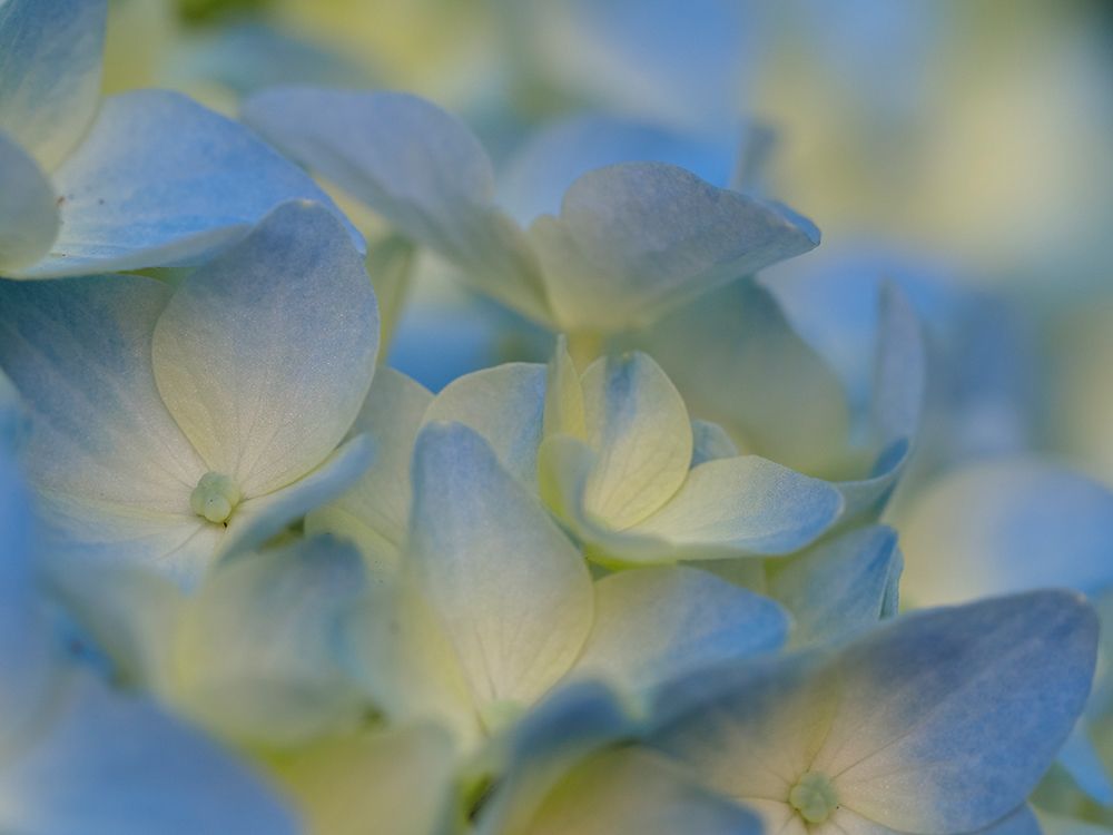 Usa-Washington State-Bellevue. Blue and white Bigleaf hydrangea flower art print by Merrill Images for $57.95 CAD