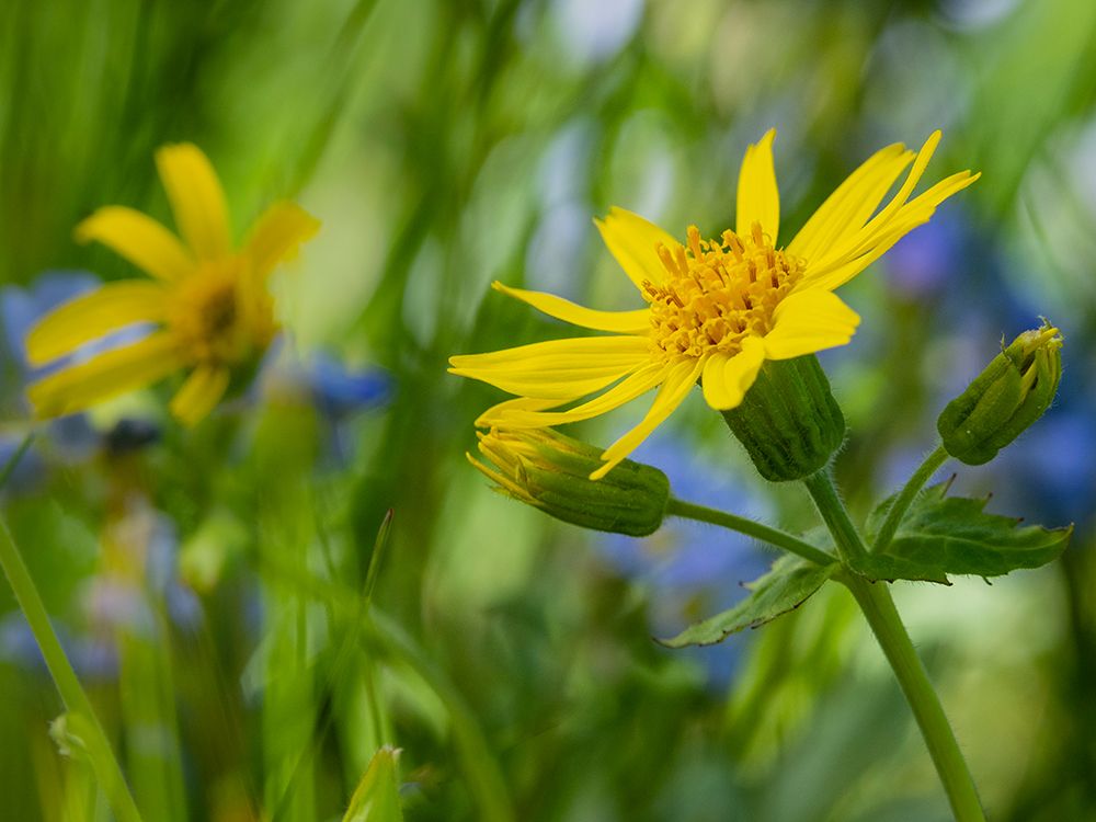 Usa-Washington State. Crystal Mountain-Broadleaf arnica in field art print by Merrill Images for $57.95 CAD