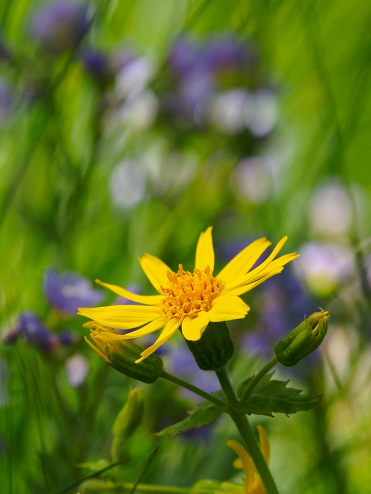 Usa-Washington State. Crystal Mountain-Broadleaf arnica in field art print by Merrill Images for $57.95 CAD