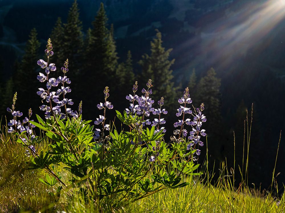 Usa-Washington State. Crystal Mountain-backlit Broadleaf lupine in meadow art print by Merrill Images for $57.95 CAD