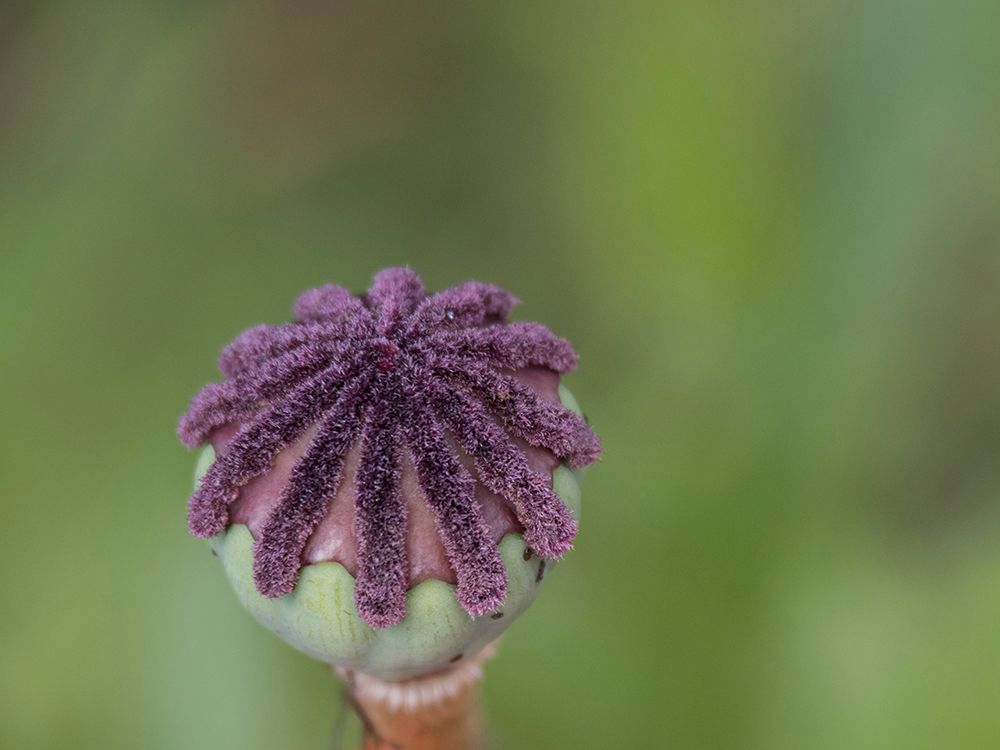 Usa-Washington State-Bellevue. Oriental poppy bud art print by Merrill Images for $57.95 CAD