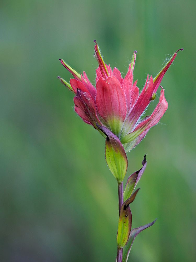 Usa-Washington State. Crystal Mountain-Giant red Indian Paintbrush art print by Merrill Images for $57.95 CAD
