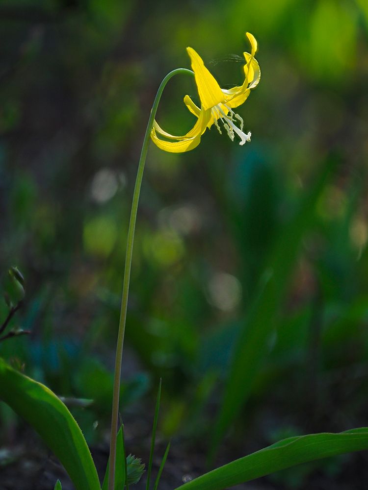 Usa-Mount Rainier National Park-Yellow Avalanche lily art print by Merrill Images for $57.95 CAD