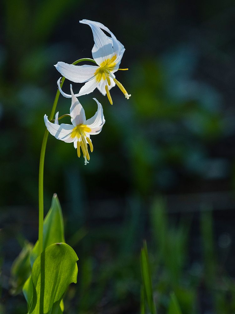 Usa-Mount Rainier National Park-Great White Fawn lily art print by Merrill Images for $57.95 CAD