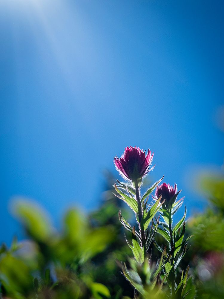 Usa-Mount Rainier National Park-backlit Indian paintbrush from low perspective art print by Merrill Images for $57.95 CAD