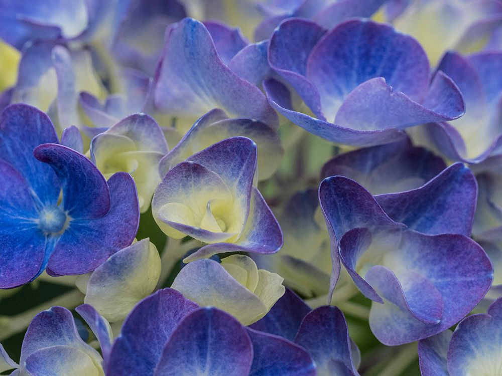 Usa-Washington State-Bellevue. Blue and white Bigleaf hydrangea flower art print by Merrill Images for $57.95 CAD