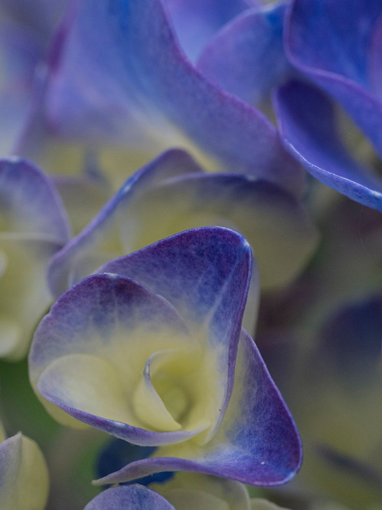 Usa-Washington State-Bellevue. Blue and white Bigleaf hydrangea flower art print by Merrill Images for $57.95 CAD