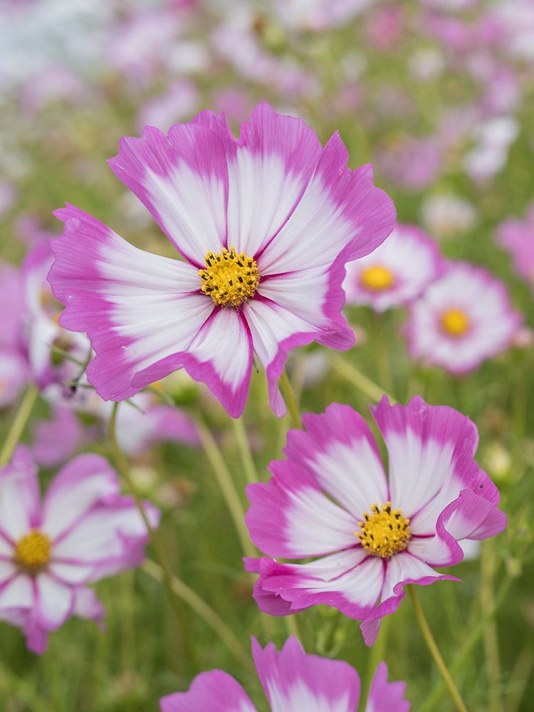 Usa-Washington State. Snoqualmie Valley-pink and white Garden cosmos in field on farm art print by Merrill Images for $57.95 CAD