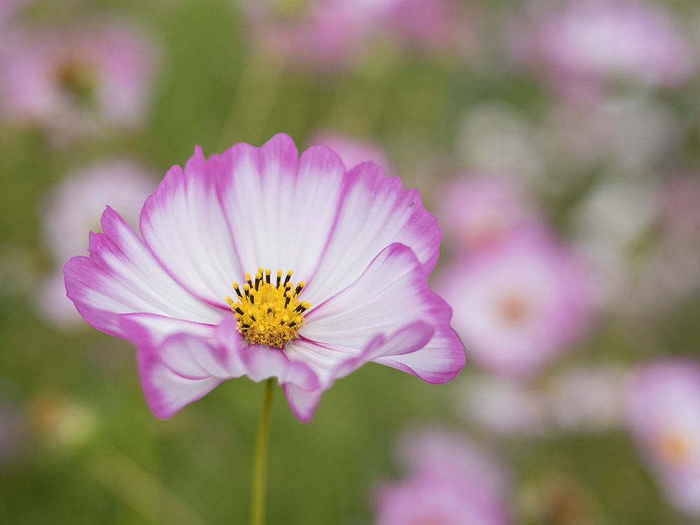 Usa-Washington State. Snoqualmie Valley-pink and white Garden cosmos in field on farm art print by Merrill Images for $57.95 CAD