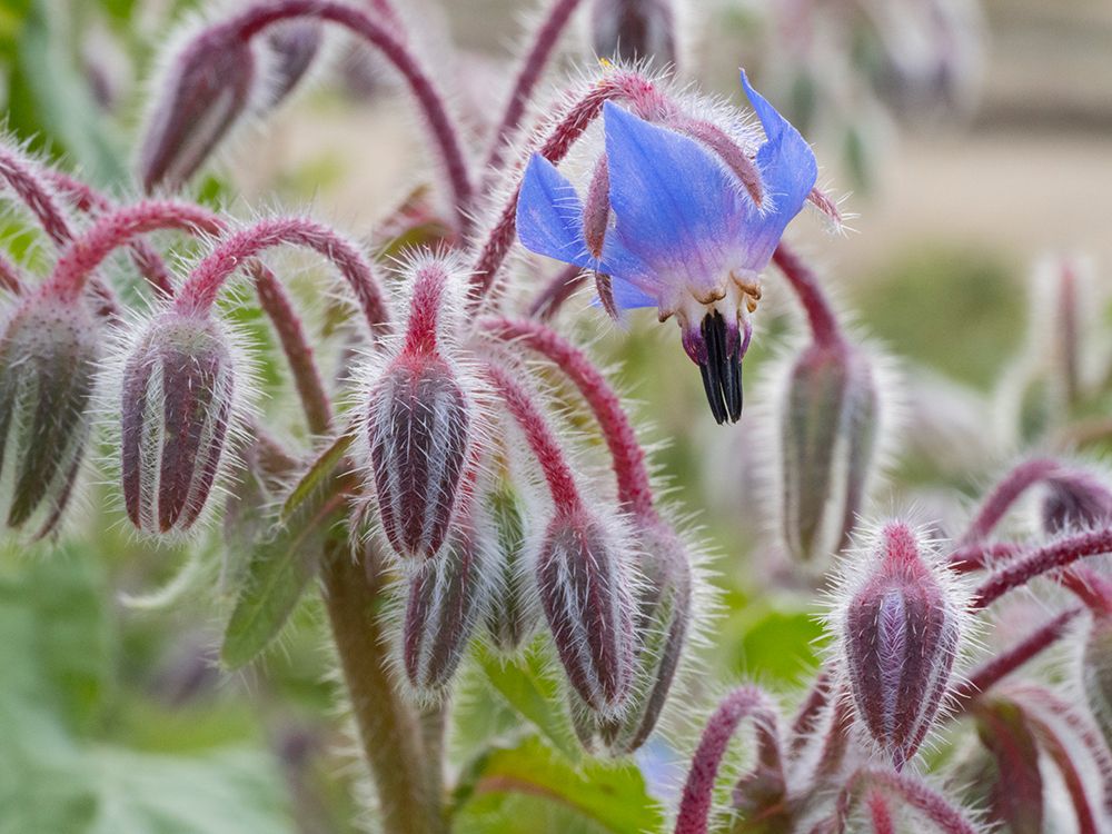 Usa-Washington State. Snoqualmie Valley-backlit Borage close-up art print by Merrill Images for $57.95 CAD