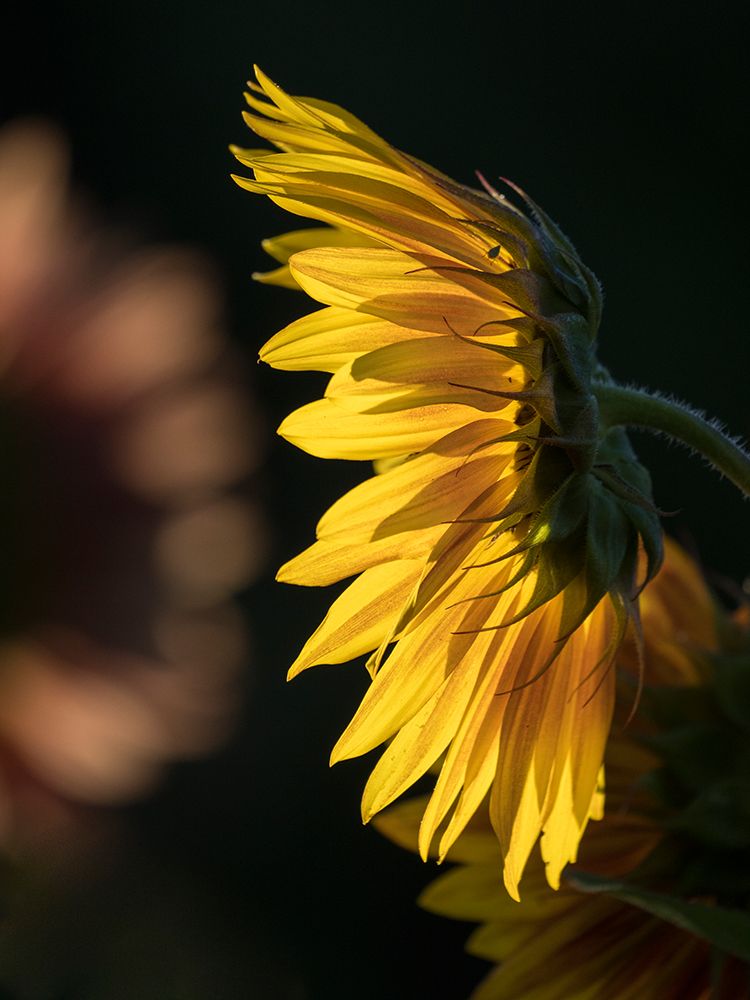 Usa-Washington State-Bellevue. Backlit common sunflower art print by Merrill Images for $57.95 CAD