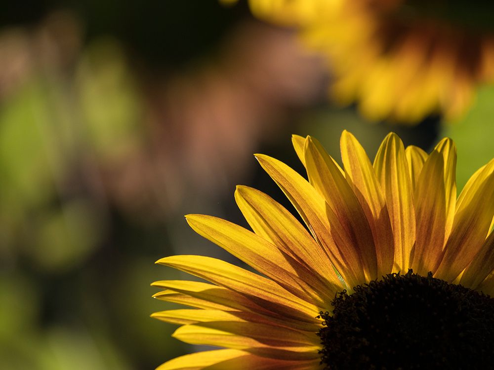Usa-Washington State-Bellevue. Backlit common sunflower art print by Merrill Images for $57.95 CAD