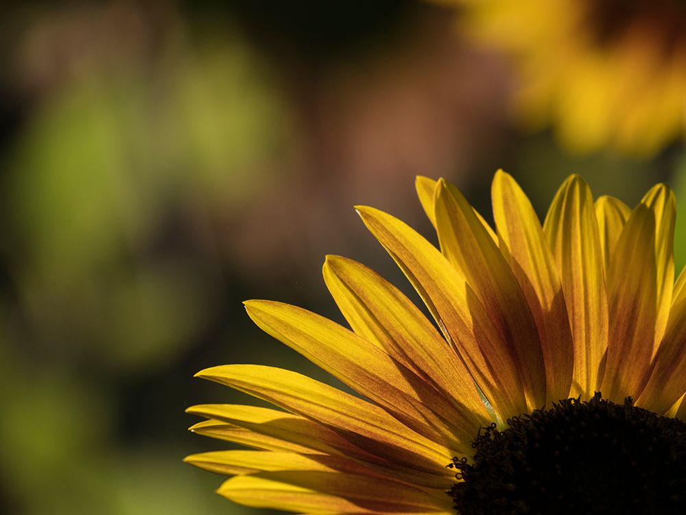 Usa-Washington State-Bellevue. Backlit common sunflower art print by Merrill Images for $57.95 CAD