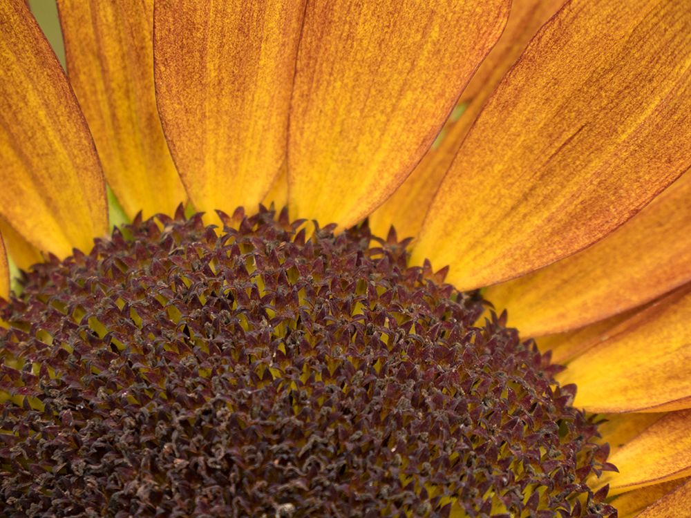 Usa-Washington State-Bellevue. Common sunflower close-up art print by Merrill Images for $57.95 CAD