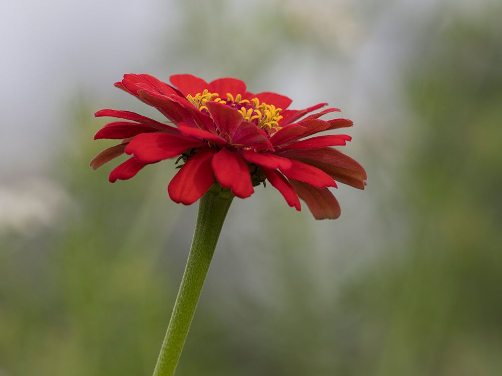 Usa-Washington State. Snoqualmie Valley-common Zinnia close-up art print by Merrill Images for $57.95 CAD