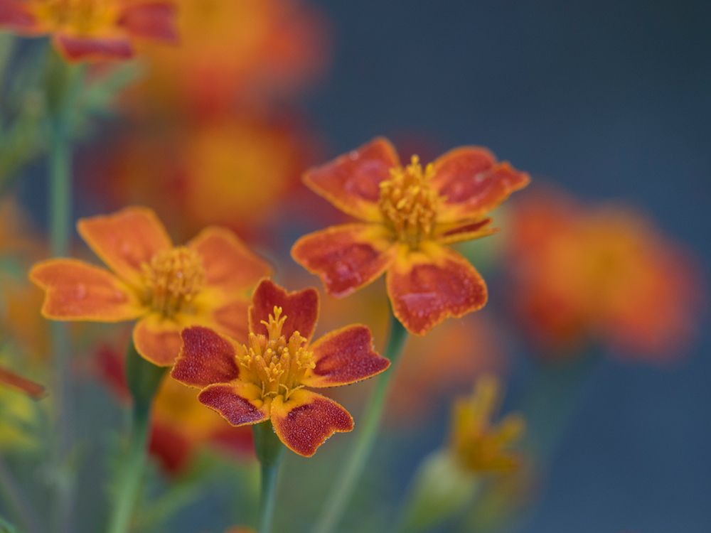 Usa-Washington State-Bellevue. Orange Mexican marigold flowers close-up art print by Merrill Images for $57.95 CAD