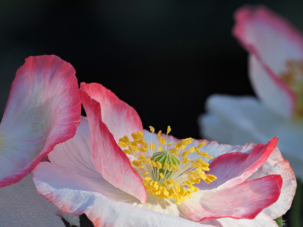 Usa-Washington State-Duvall. Red and white common poppy close-up art print by Merrill Images for $57.95 CAD