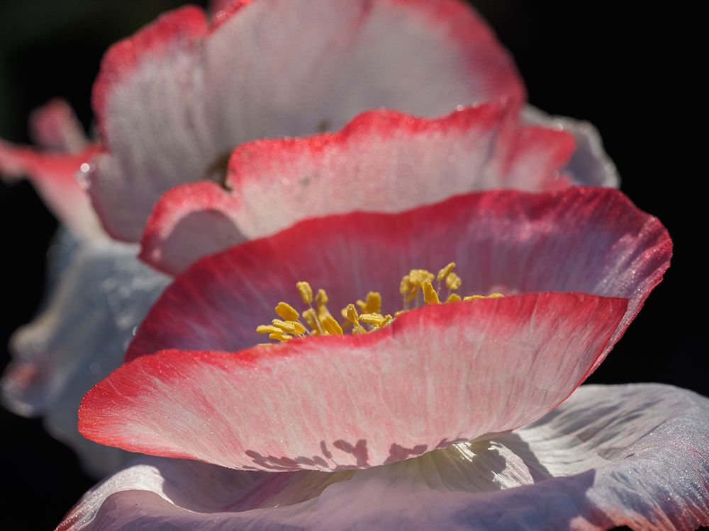 Usa-Washington State-Duvall. Red and white common poppy close-up art print by Merrill Images for $57.95 CAD
