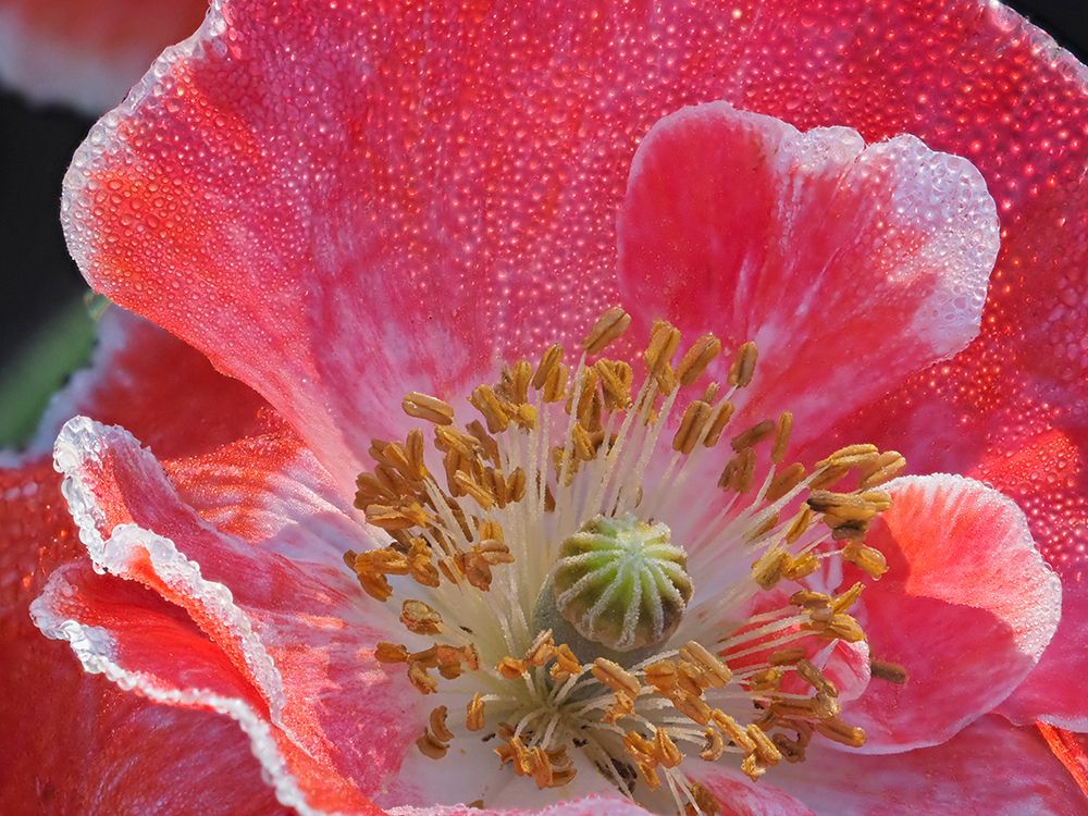 Usa-Washington State-Duvall. Red and white common poppy close-up art print by Merrill Images for $57.95 CAD