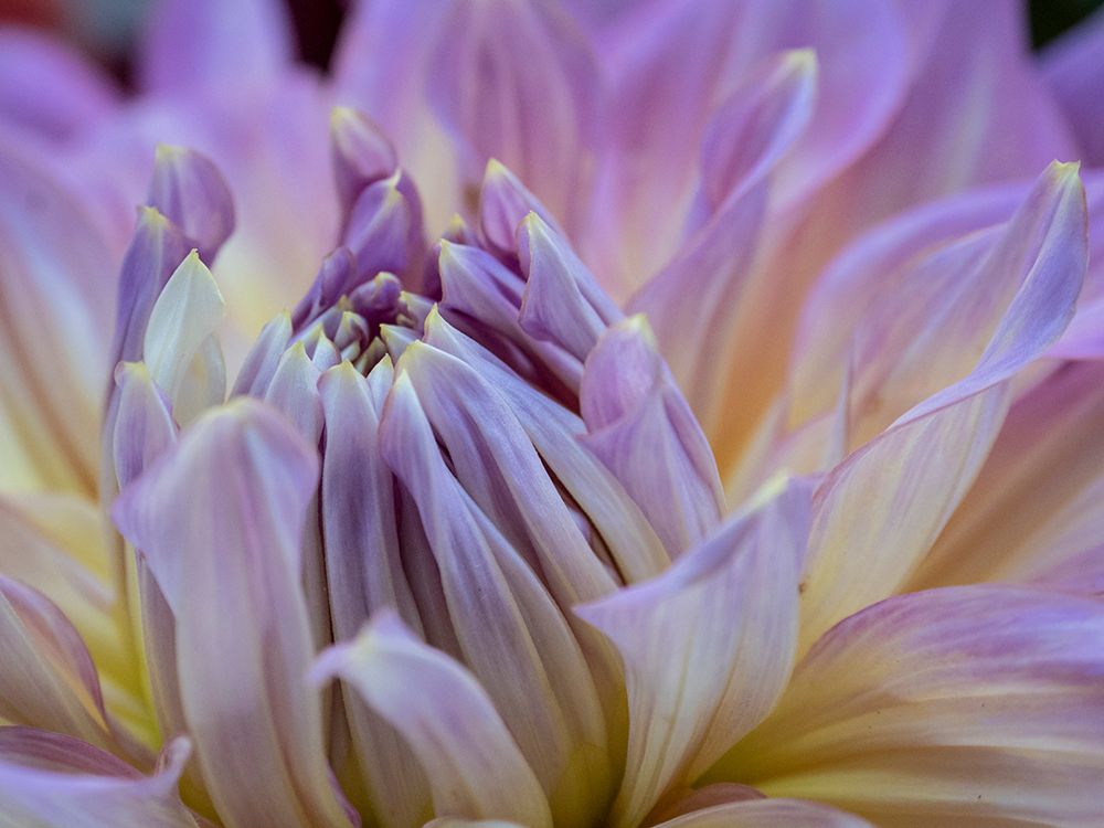 Usa-Washington State-Duvall. Purple Garden dahlia close-up art print by Merrill Images for $57.95 CAD