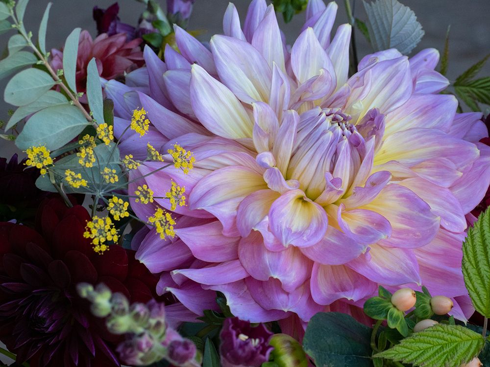 Usa-Washington State-Duvall. Purple Garden dahlia close-up art print by Merrill Images for $57.95 CAD
