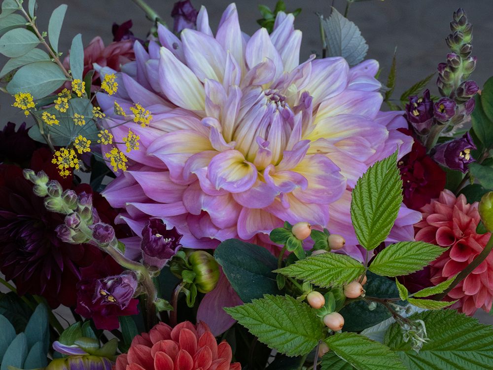 Usa-Washington State-Duvall. Purple Garden dahlia in bouquet of cut flowers art print by Merrill Images for $57.95 CAD