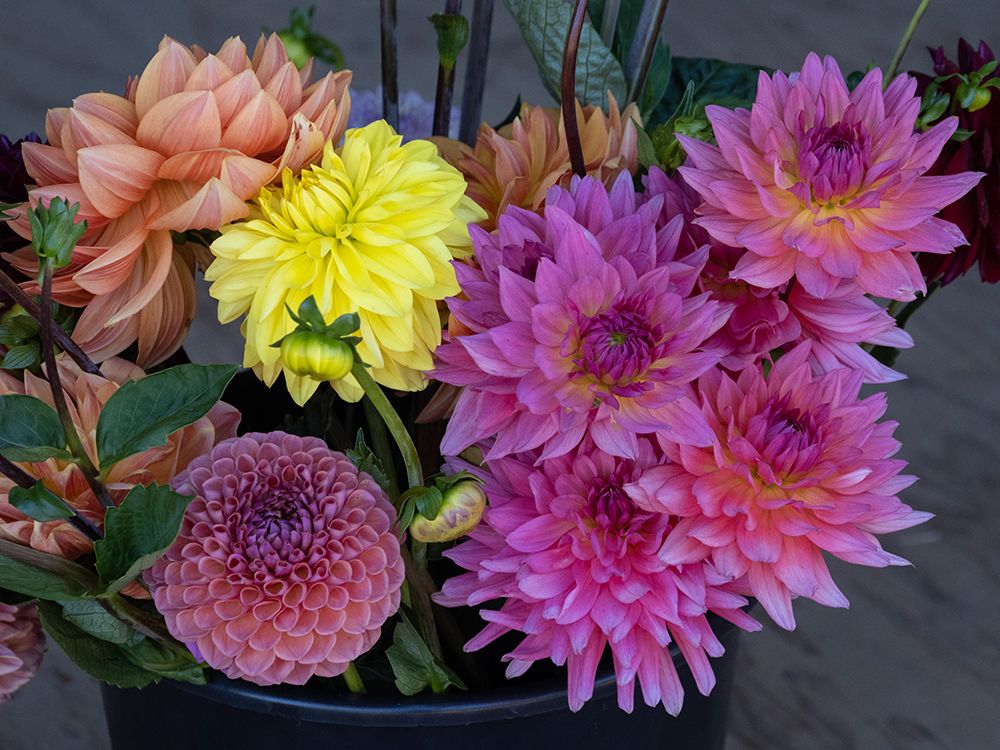Usa-Washington State-Duvall. Purple-yellow and apricot Garden dahlias in bouquet of cut flowers art print by Merrill Images for $57.95 CAD
