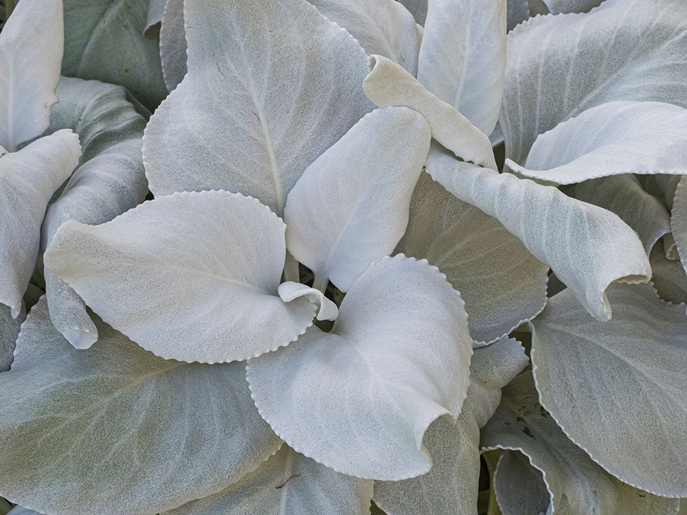 Usa-Washington State-Seattle. Lambs-ear (Stachys byzantina) close-up art print by Merrill Images for $57.95 CAD